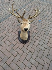 Taxidermy Stag Head - 12 Point Antlers