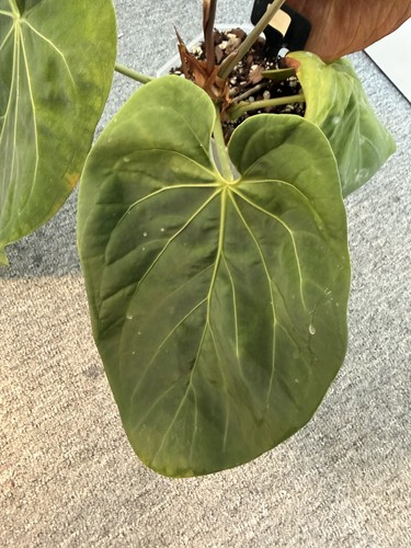 Anthurium king spades hu - anthurium, (hu