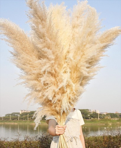 10pcs 46inch beige dried - 10pcs,