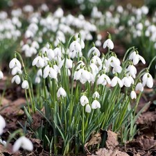 40 60 snowdrop - 5/10/15/20/40/60,