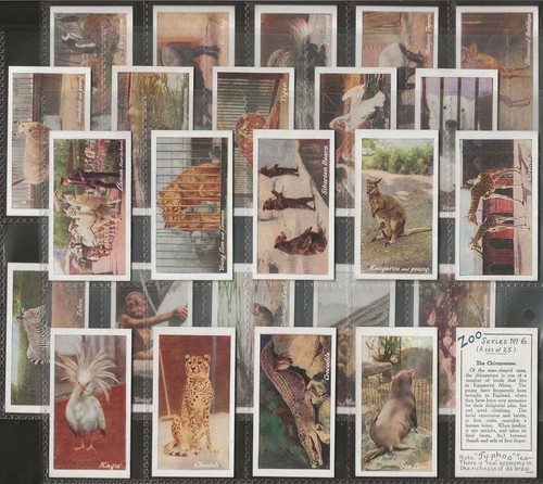 Typhoo full set zoo - (tea)-full,