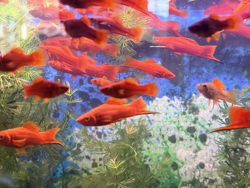 Top grade red swordtail - red,