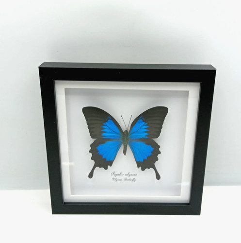 Ulysses butterfly papilio - butterfly,