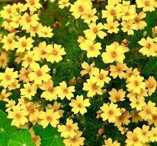 800x Marigold Tagetes Lemon Gem Signet Seeds - Flower