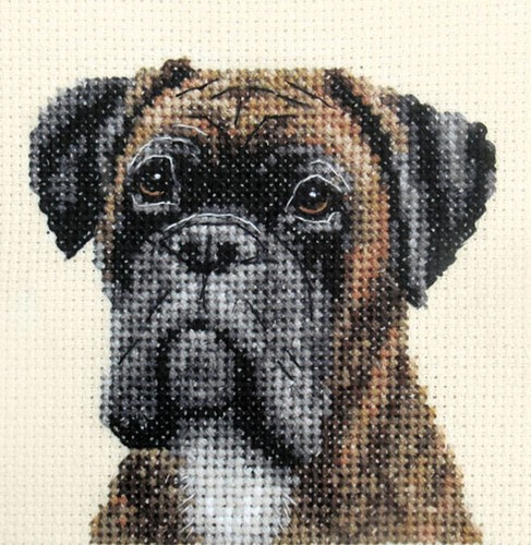 Brindle boxer dog pup full - brindle,