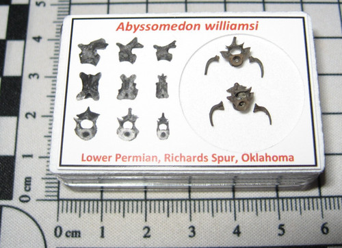 Permian parareptile