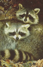 Carl Brenders  Yin & YANG