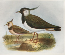 Lapwing - Birds of Britain - Antique Print 1907