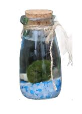 Marimo Moss Ball Kit - Glass
