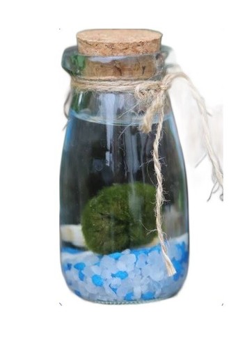 Marimo moss ball kit glass - kit,