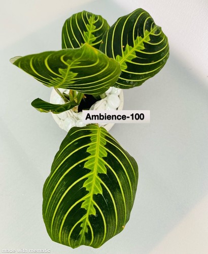 Prayer plant maranta - plant,