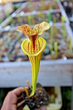 🔥🔥 Sarracenia -
