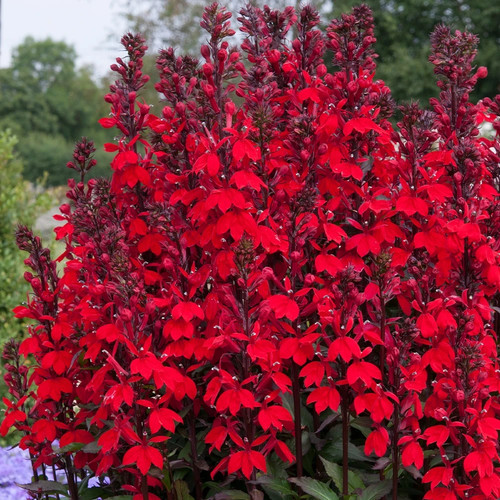 Lobelia speciosa starship deep - lobelia,