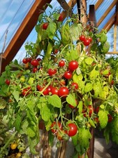 Cherry Falls tomato seeds x 20, prolific basket type