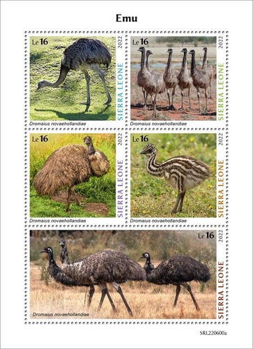 Emu second tallest living bird - emu, second-tallest