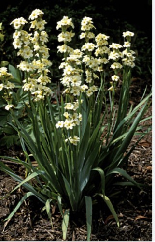 Yellow sisyrinchium - 10,