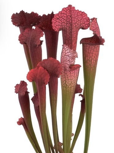 Sarracenia juthatip soper - sarracenia,