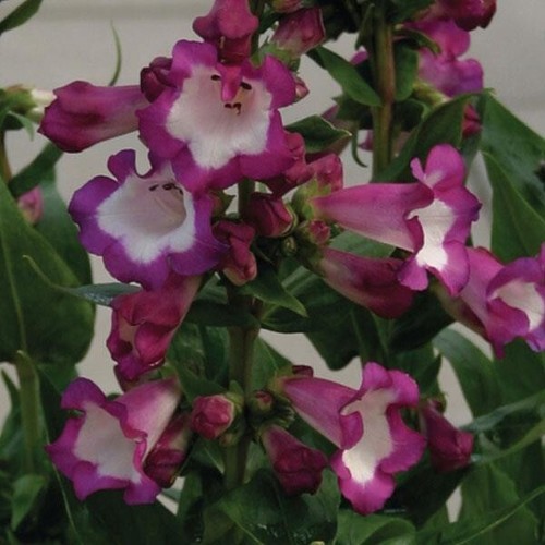 Penstemon polaris purple x - penstemon, purple,