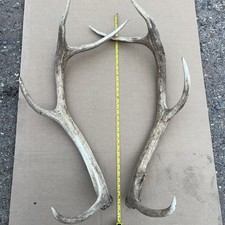 Deer Antlers Xtra Large Naturally Shed 3.5kg