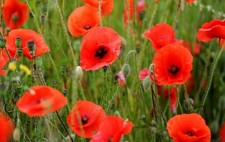54 000 seeds English Poppy Papaver rhoeas+4" FREE PLANT LABEL