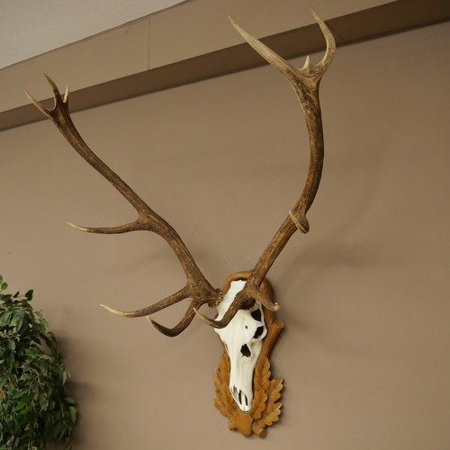 Used red stag antler - stag, points