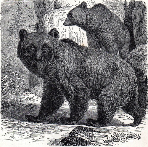 Brown bear 1894 mammal - brown,