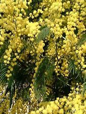 Large 9ft-10ft  (inc. pot) Evergreen Acacia dealbata Hardy Acacia Tree