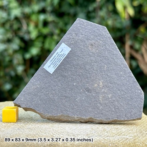 Palaeospondylus gunni fossil - palaeospondylus,