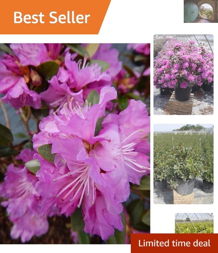 Compact rhododendron pjm - x, `pjm