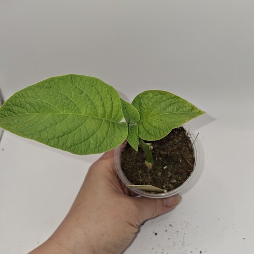 Brugmansia yellow plant - brugmansia, |