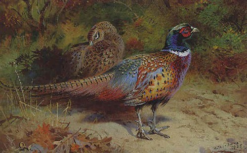 Archibald thorburn print - archibald, a