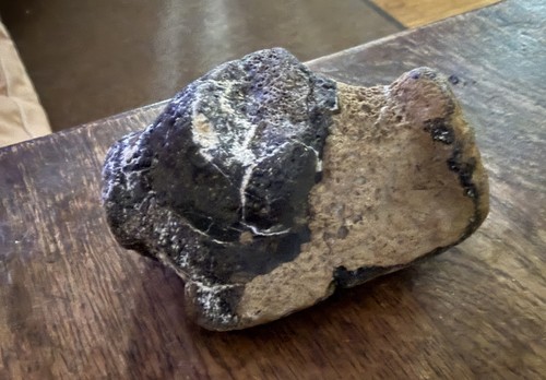 Dinosaur fossil bone - dinosaur,
