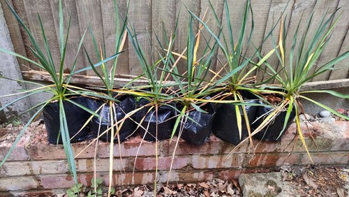 Yucca rostrata evergreen - rostrata, £3