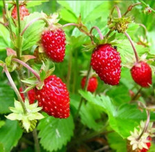 100 x Alpine Wild Strawberry ‘Rugen’ F1 Remontant Seeds Perennial. NON GMO