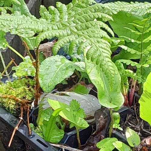 New small potted - 6,