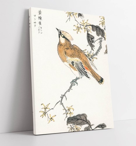 Numata kashu eastern waxwing - numata,