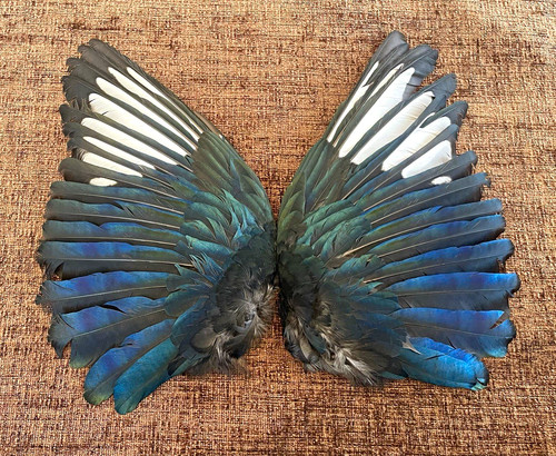 Pair taxidermy magpie - pair,
