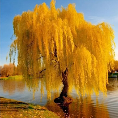 Gold weeping willow tree - willow,