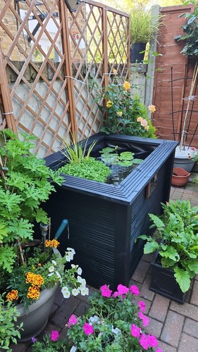 Tall garden pond raised - tall,