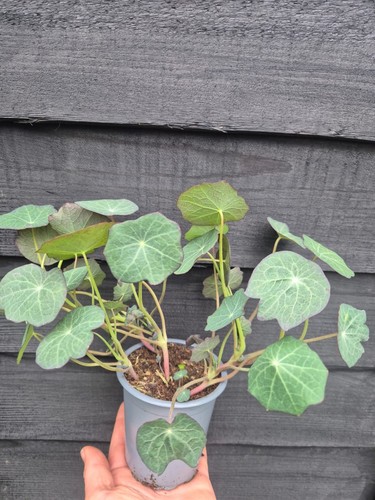 Nasturtium plants the - of,