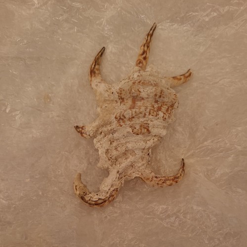 Large chiragra spider - large,