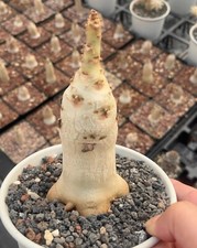 Pot10cm Cyphostemma uter var.macropus Angola Own Root Random