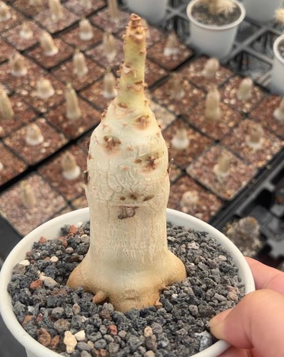Pot10cm cyphostemma uter - pot10cm,