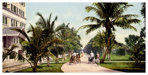 Florida palm beach bicycle - palm, beach,