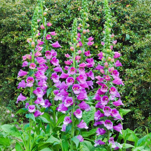 Digitalis purple foxglove - digitalis,