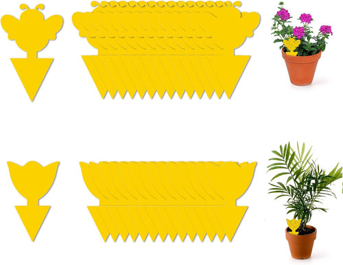 Fly trap pcs - fly,