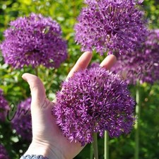 1 to 20 Giant Purple Allium