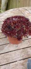 Large Red Sunset Sempervivum