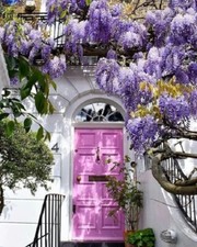 Wisteria Floribunda’BLACK