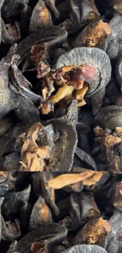 Dry jumbo size snail 100g - size,